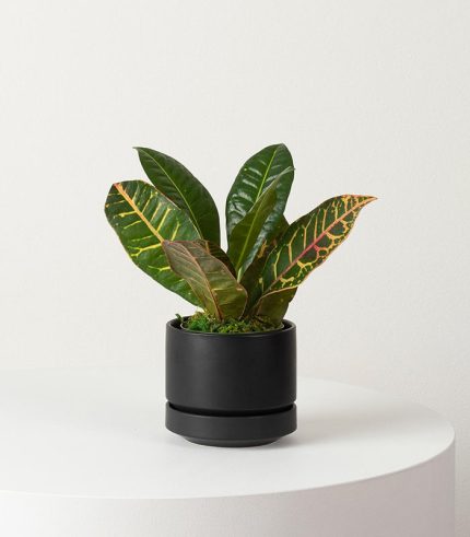 Golden Petra - Black, Small